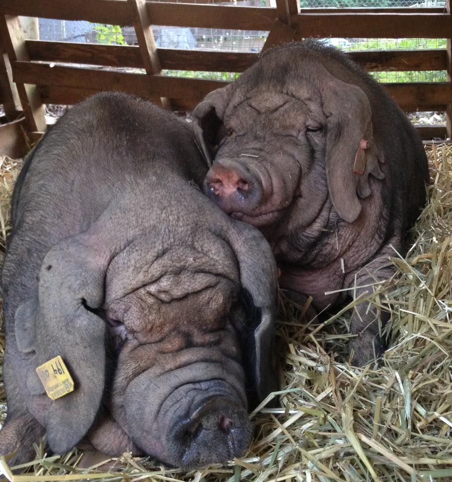 www.meishanbreeders.com